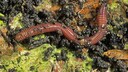 Kompostw&uuml;rmer: Ein Wurm der Gattung Eisenia foetida schl&auml;ngelt sich &uuml;ber den Boden