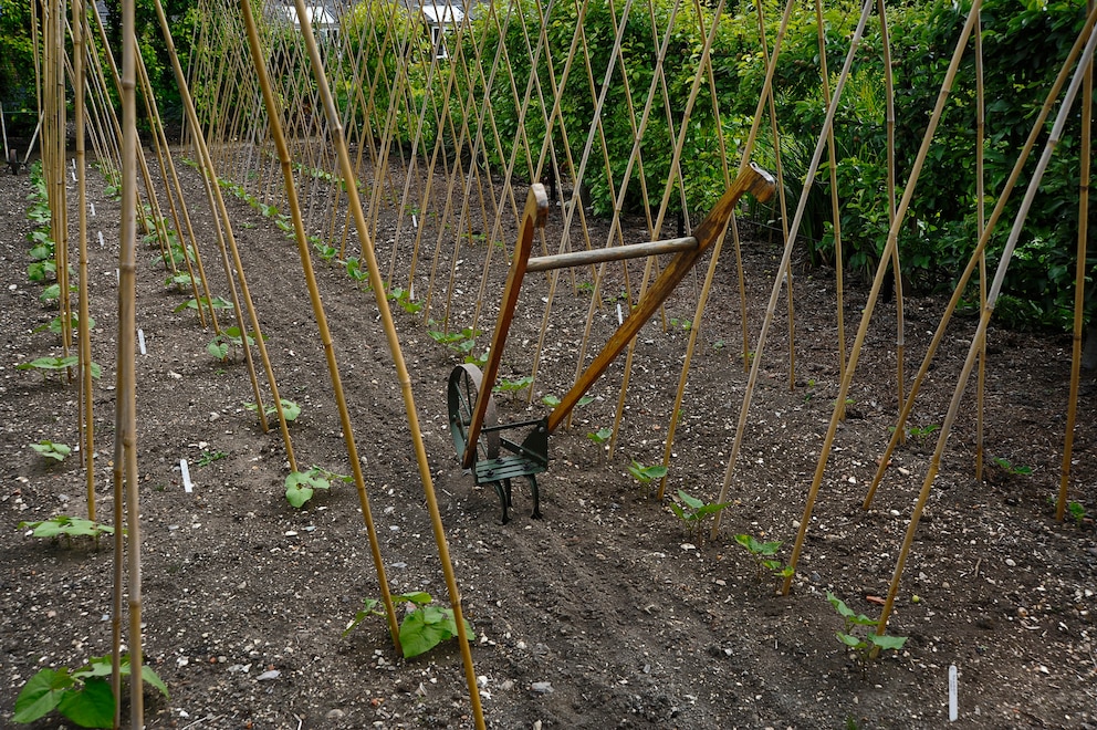 Die Radhacke ist ein altertümliches Werkzeug für den Garten