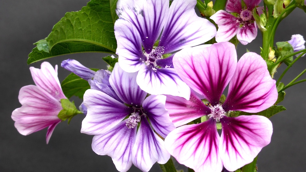 Malventee: Mehrere weiße und violette Blütten des Malvengewächses