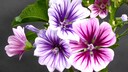 Malventee: Mehrere weiße und violette Blütten des Malvengewächses