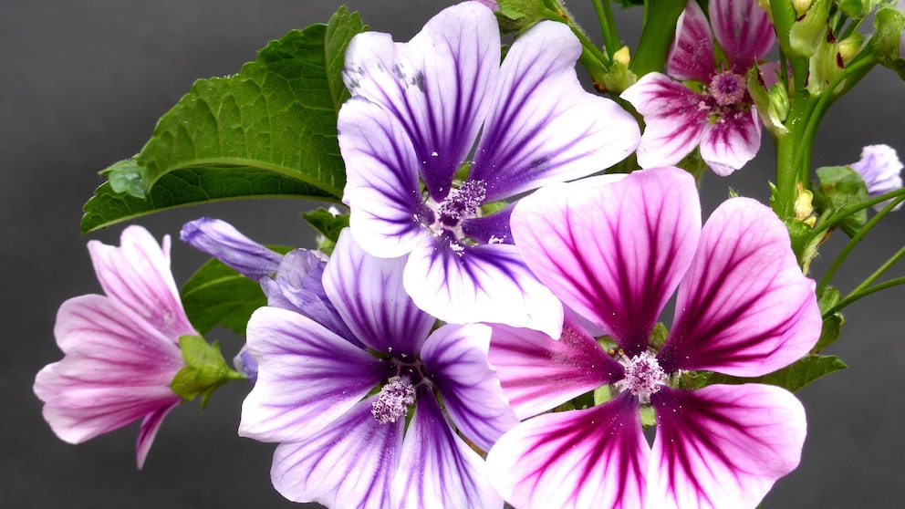 Malventee: Mehrere weiße und violette Blütten des Malvengewächses