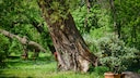 Baumgutachter: Mehrere schräg wachsende alte Bäume
