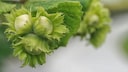 Haselnuss im Garten pflanzen und pflegen