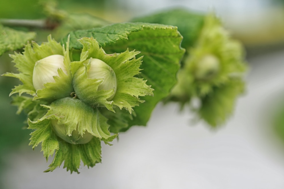 Haselnuss im Garten pflanzen und pflegen