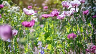 Giftpflanze des Jahres 2021: Schlafmohn