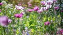 Giftpflanze des Jahres 2021: Schlafmohn