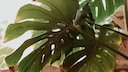 Nährstoffmangel Zimmerpflanzen: Eine Monstera mit gelb verfärbten Blättern