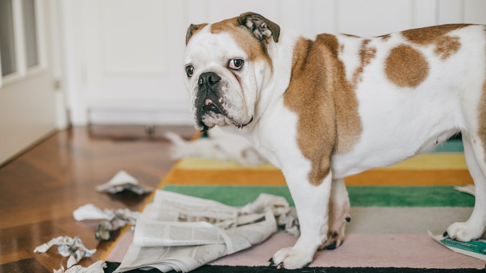 Hund zerkaut eine Zeitung – Haustierspuren gilt es zu beheben