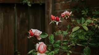 Häufige Krankheiten und Schädlinge bei Rosen