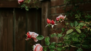 Häufige Krankheiten und Schädlinge bei Rosen