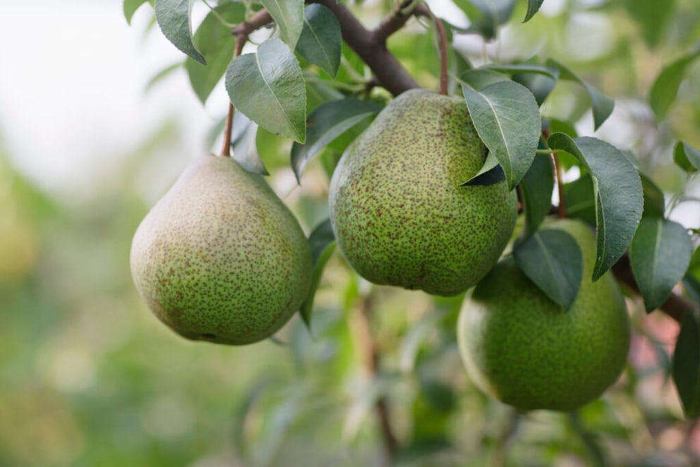 Prune pear trees in February
