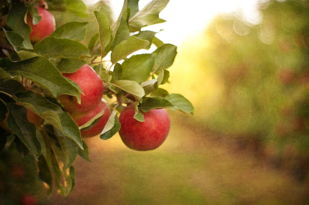 Apple trees are also among the trees to prune in February