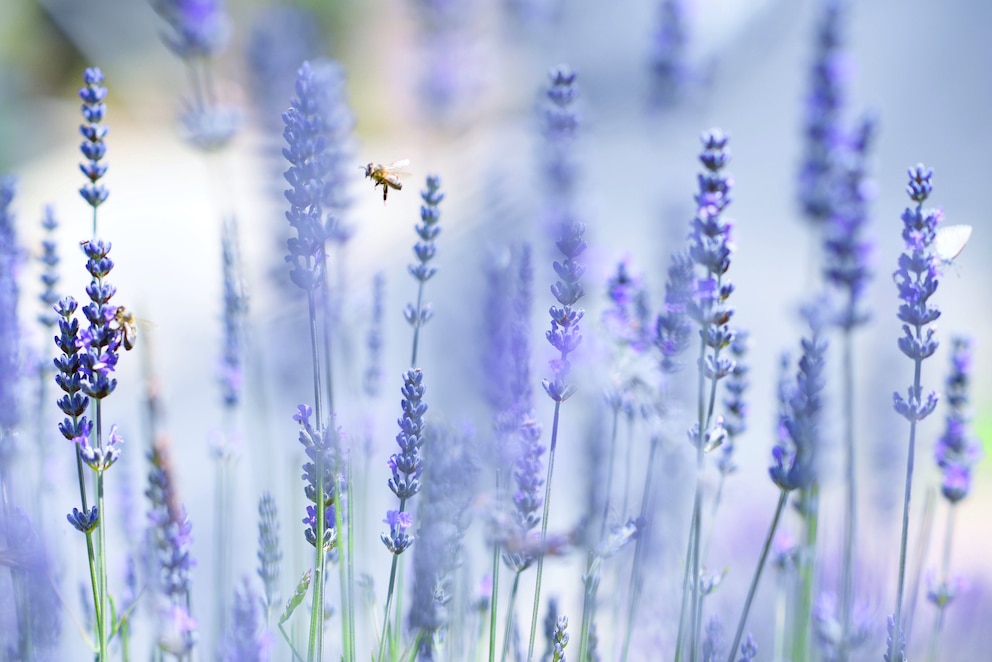 Lavendel zählt zu den Pflanzen, die einfach gut riechen