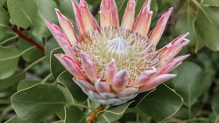 Protea als Kübelpflanze pflegen