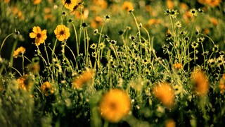 Pflanzen für trockenen Boden im Garten