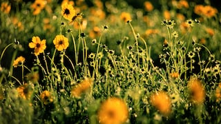 Pflanzen für trockenen Boden im Garten