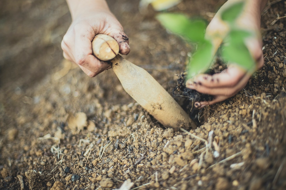 Ein altertümliches Gartenwerkzeug: das Pflanzholz