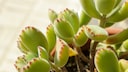 Cotyledon tomentosa ist eine Sukkulente, die aussieht wie eine Bärentatze