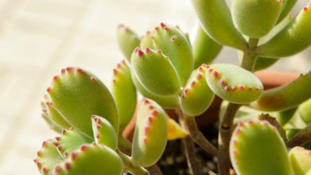 Cotyledon tomentosa ist eine Sukkulente, die aussieht wie eine Bärentatze