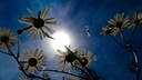 Kamille im Garten: Verdorrte Blüten von Kamille