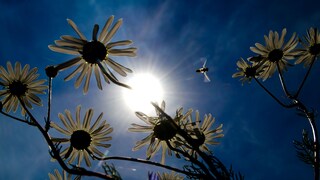 Kamille im Garten: Verdorrte Blüten von Kamille