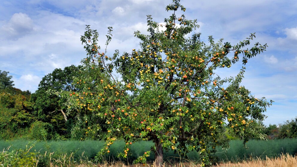 Streuobstwiese: Ein alter Apfelbaum auf einer Wiese