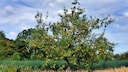 Streuobstwiese: Ein alter Apfelbaum auf einer Wiese