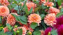 Dahlien im Garten