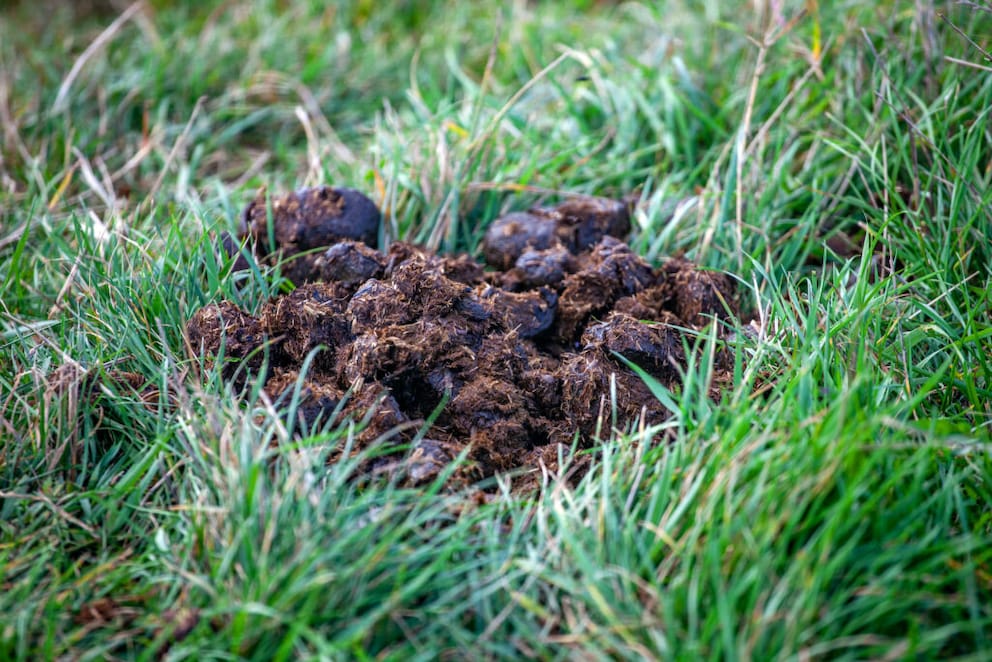 Mist als Dnger: Welche Sorte eignet sich im Garten? - myHOMEBOOK