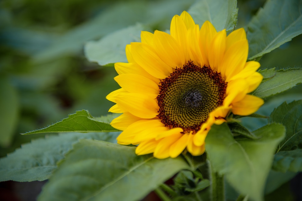 Auch Sonnenblumen sind pflegeleicht