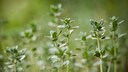 Zitronenkräuter für den Garten
