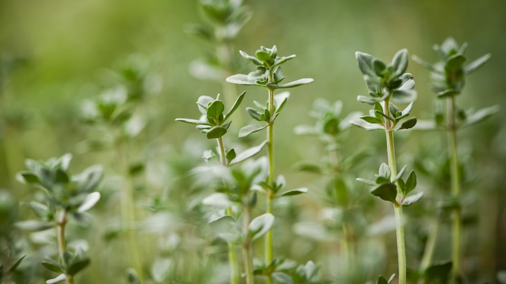 Zitronenkräuter für den Garten