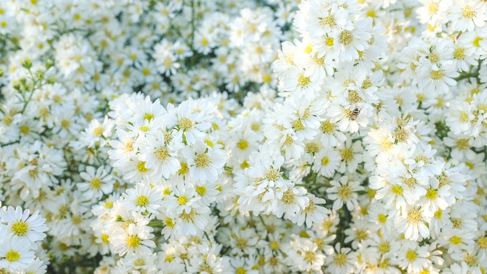 Kamille: Viele Blüten der Kamille