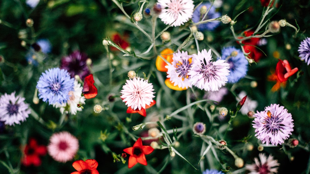 Bunte Blumenwiese