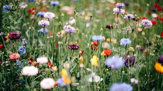 Pflanzen gegenseitig schützen: Eine bunte Wildblumenwiese