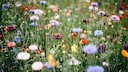 Pflanzen gegenseitig schützen: Eine bunte Wildblumenwiese