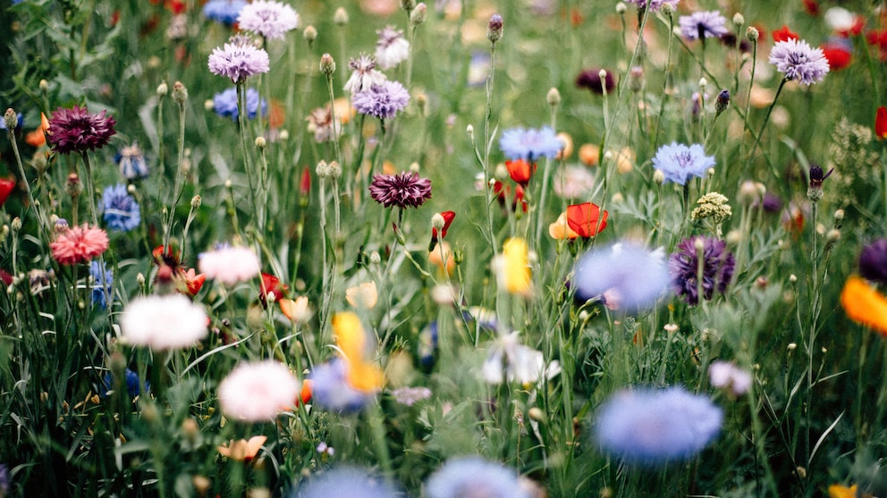 Pflanzen gegenseitig schützen: Eine bunte Wildblumenwiese