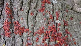 Lindenwanzen: Ein Baum befallen von roten Lindenwanzen