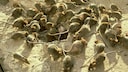Rattenbefall: Viele Ratten