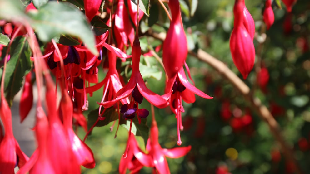 Pinzieren: viele rote Blüten einer Fuchsie