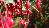 Pinzieren: viele rote Blüten einer Fuchsie