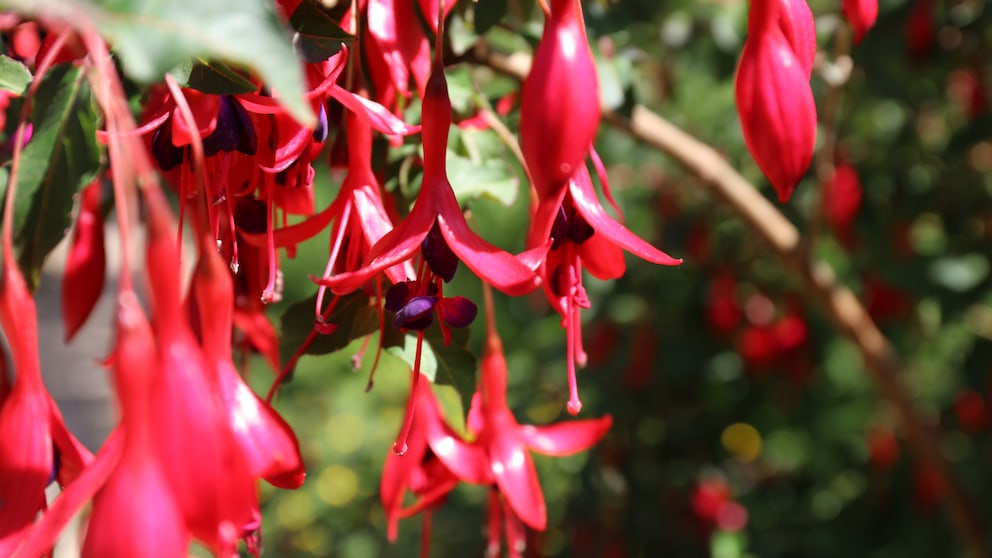Pinzieren: viele rote Blüten einer Fuchsie
