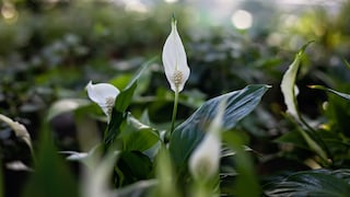 Einblatt: Die Zimmerpflanze Einblatt mit weißen Blüten