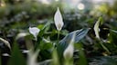 Einblatt: Die Zimmerpflanze Einblatt mit weißen Blüten