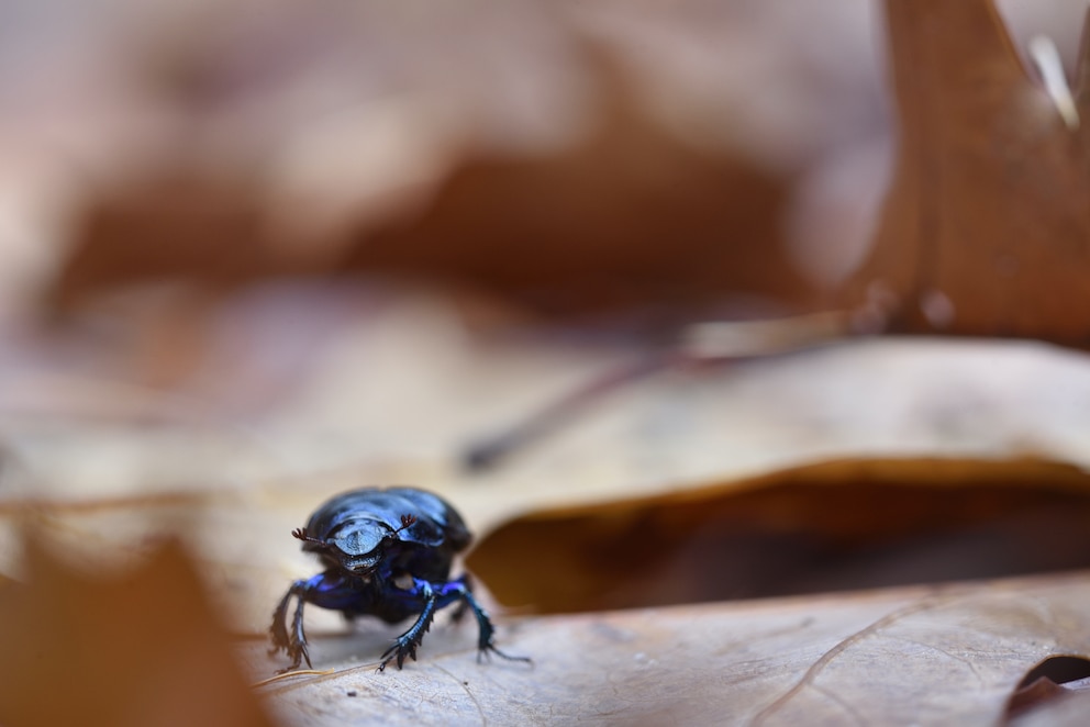 giftige Tiere: Der Ölkäfer