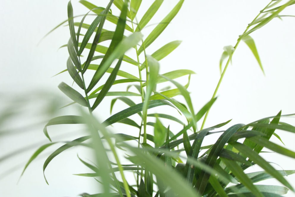 Parlor palm