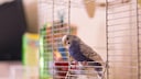 Zimmerpflanzen, die für Vögel giftig sind