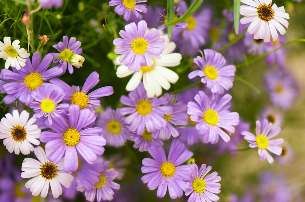 Blaues Gänseblümchen 