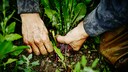 Hände in der Nahaufnahme bei der Gartenarbeit