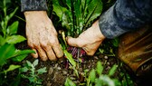 Hände in der Nahaufnahme bei der Gartenarbeit